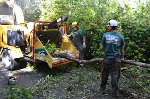 tree services Olympia Heights